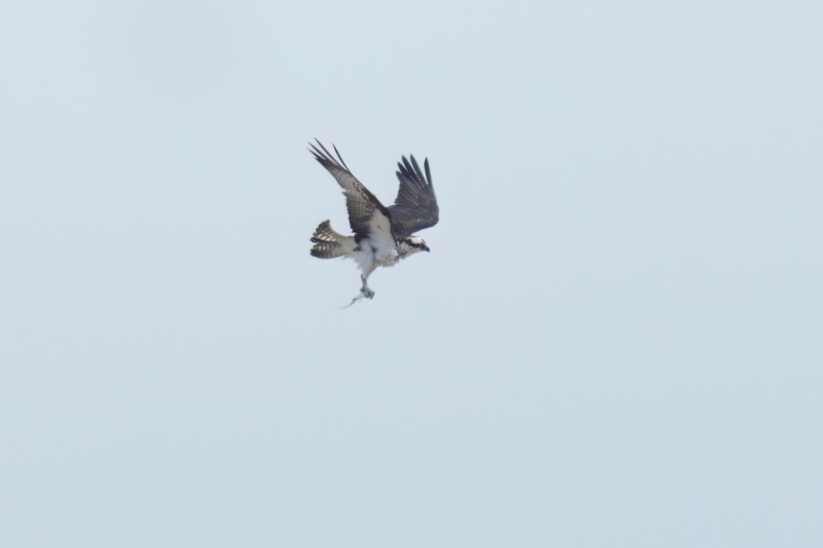 Osprey - ML637721739