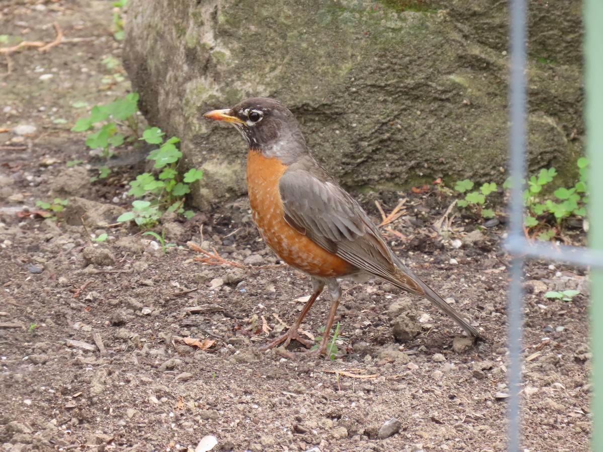 American Robin - ML637721813