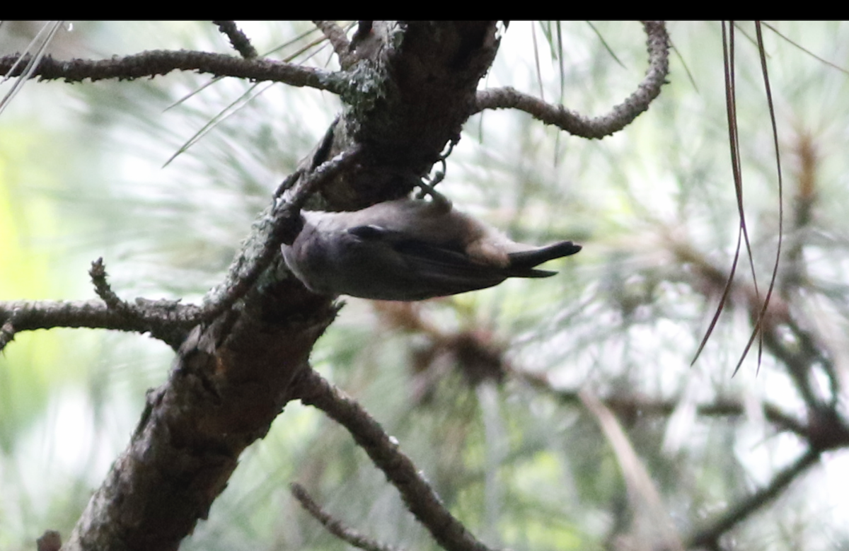Brown-headed Nuthatch - ML637721838
