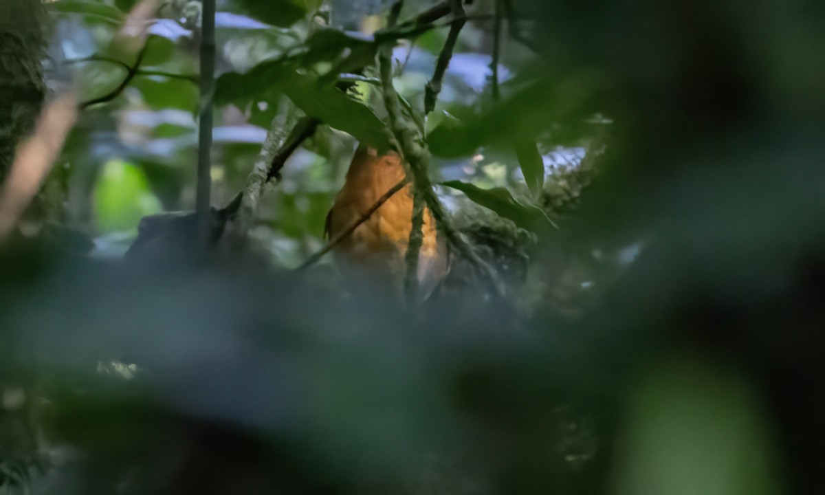 Orange Ground-Thrush - ML637721844