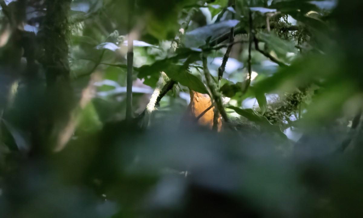Orange Ground-Thrush - ML637721845