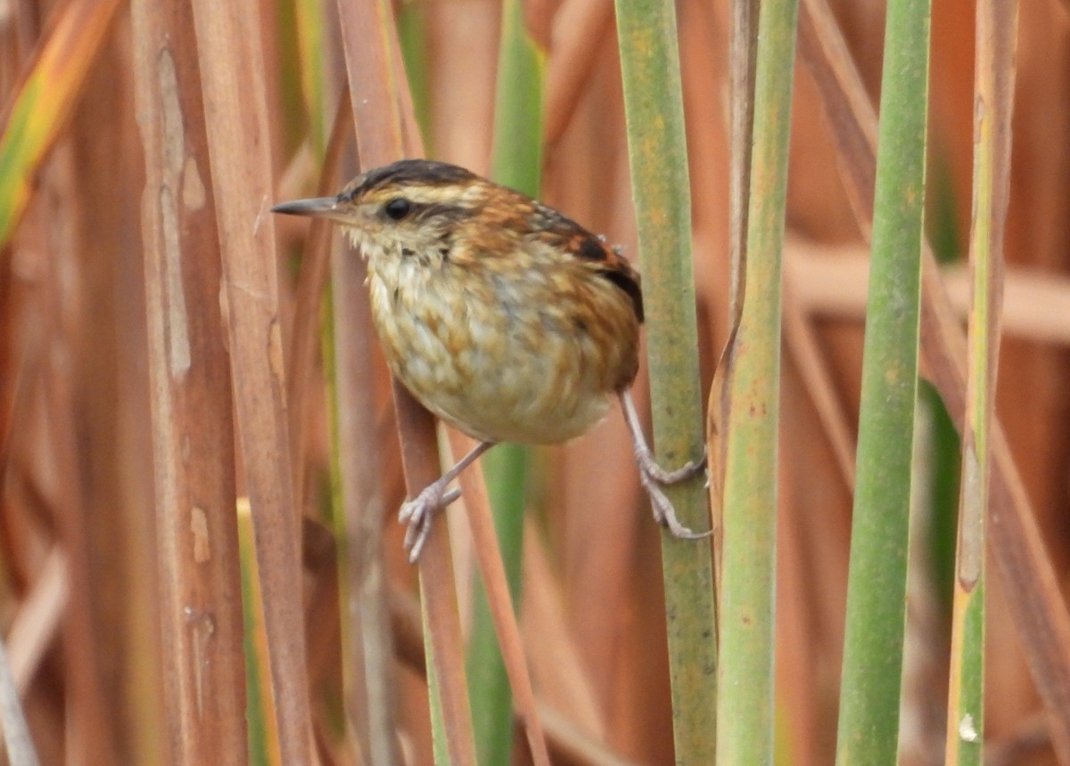 Wren-like Rushbird - ML637721866