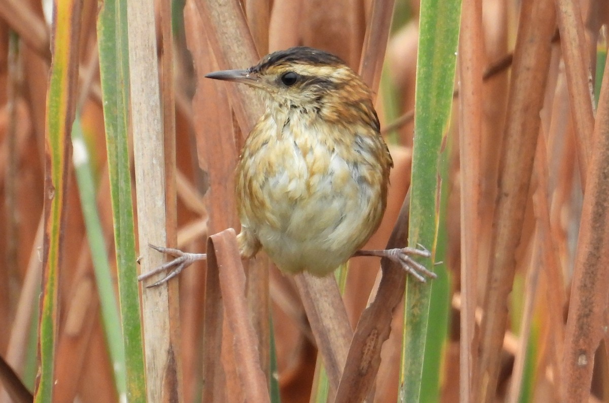 Wren-like Rushbird - ML637721867