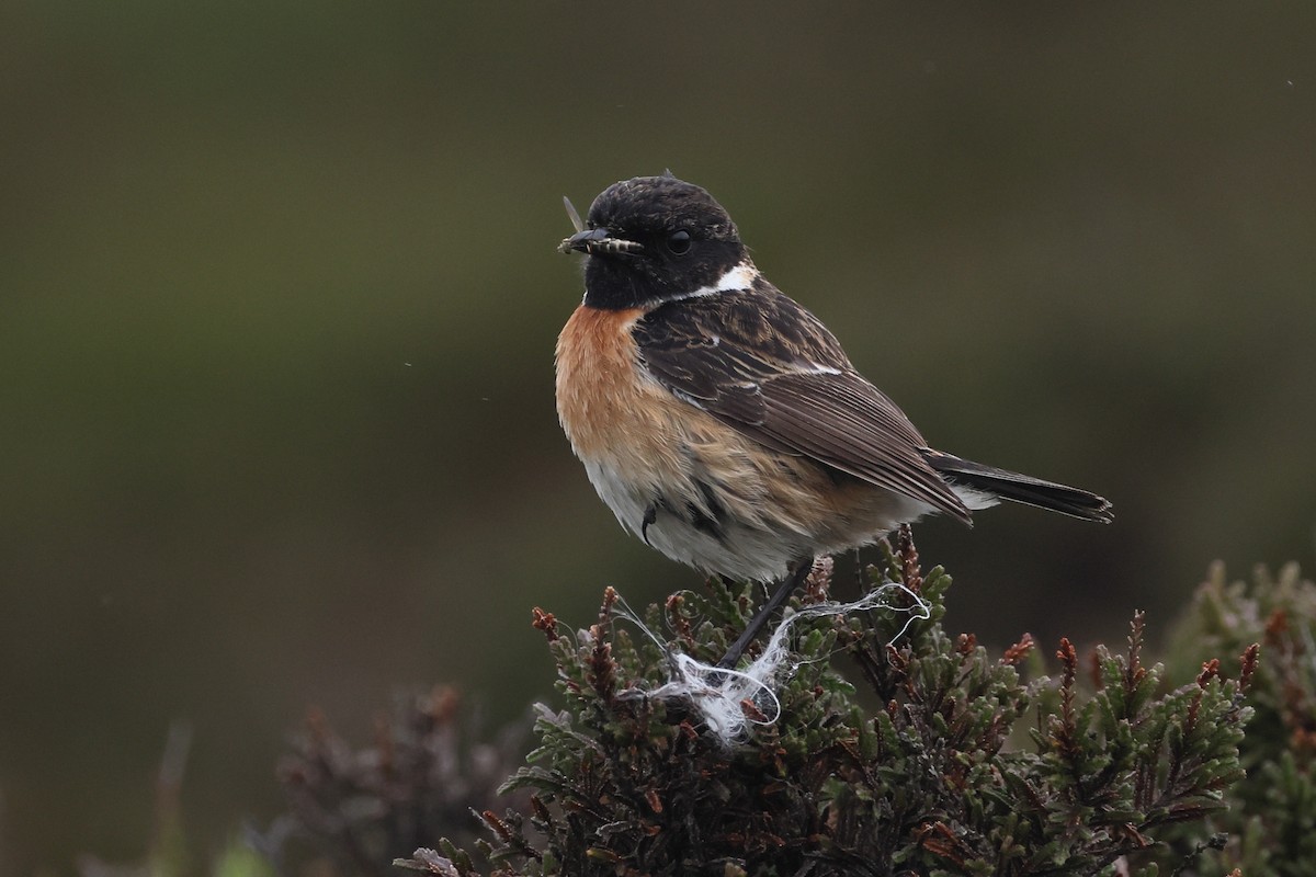 European Stonechat - ML637721874