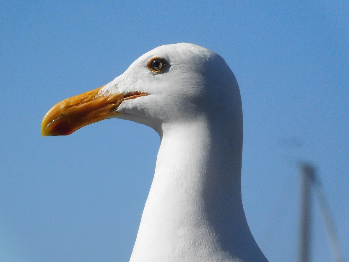 Western Gull - ML637721885