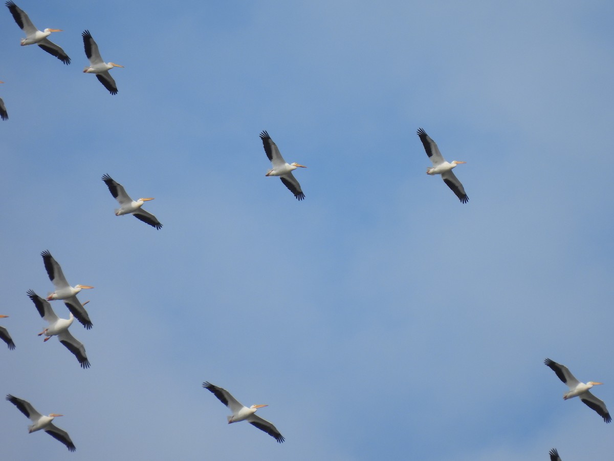 American White Pelican - ML637721914
