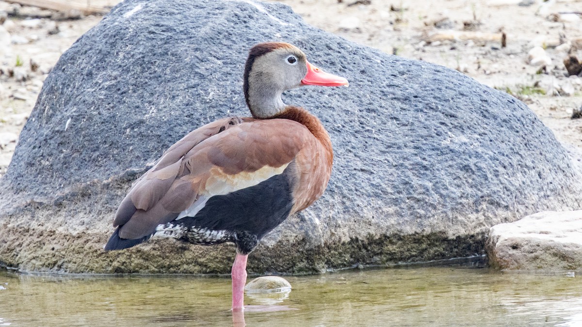 Black-bellied Whistling-Duck - ML637721920