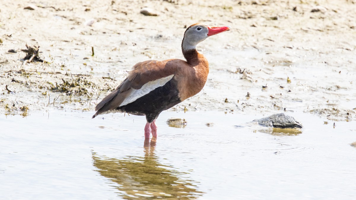 Black-bellied Whistling-Duck - ML637721921