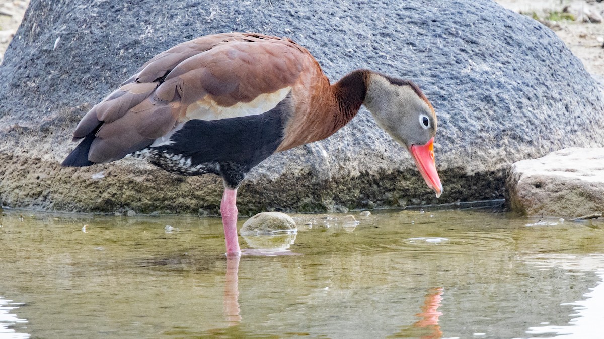 Black-bellied Whistling-Duck - ML637721922
