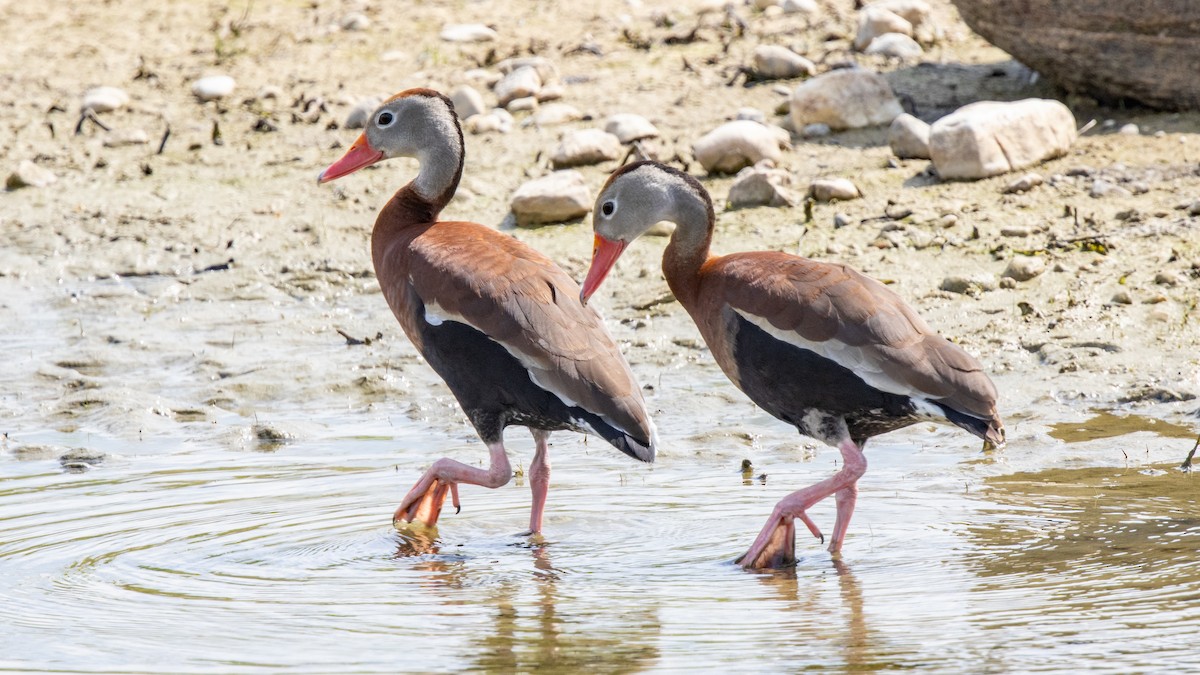 Black-bellied Whistling-Duck - ML637721923