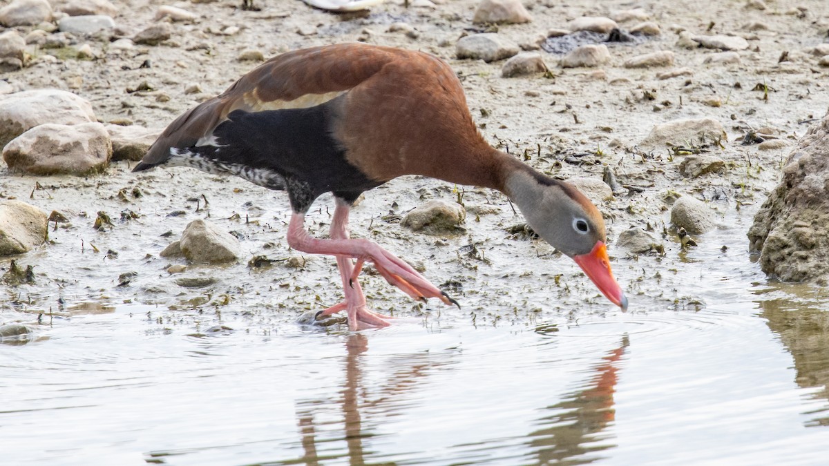 Black-bellied Whistling-Duck - ML637721924