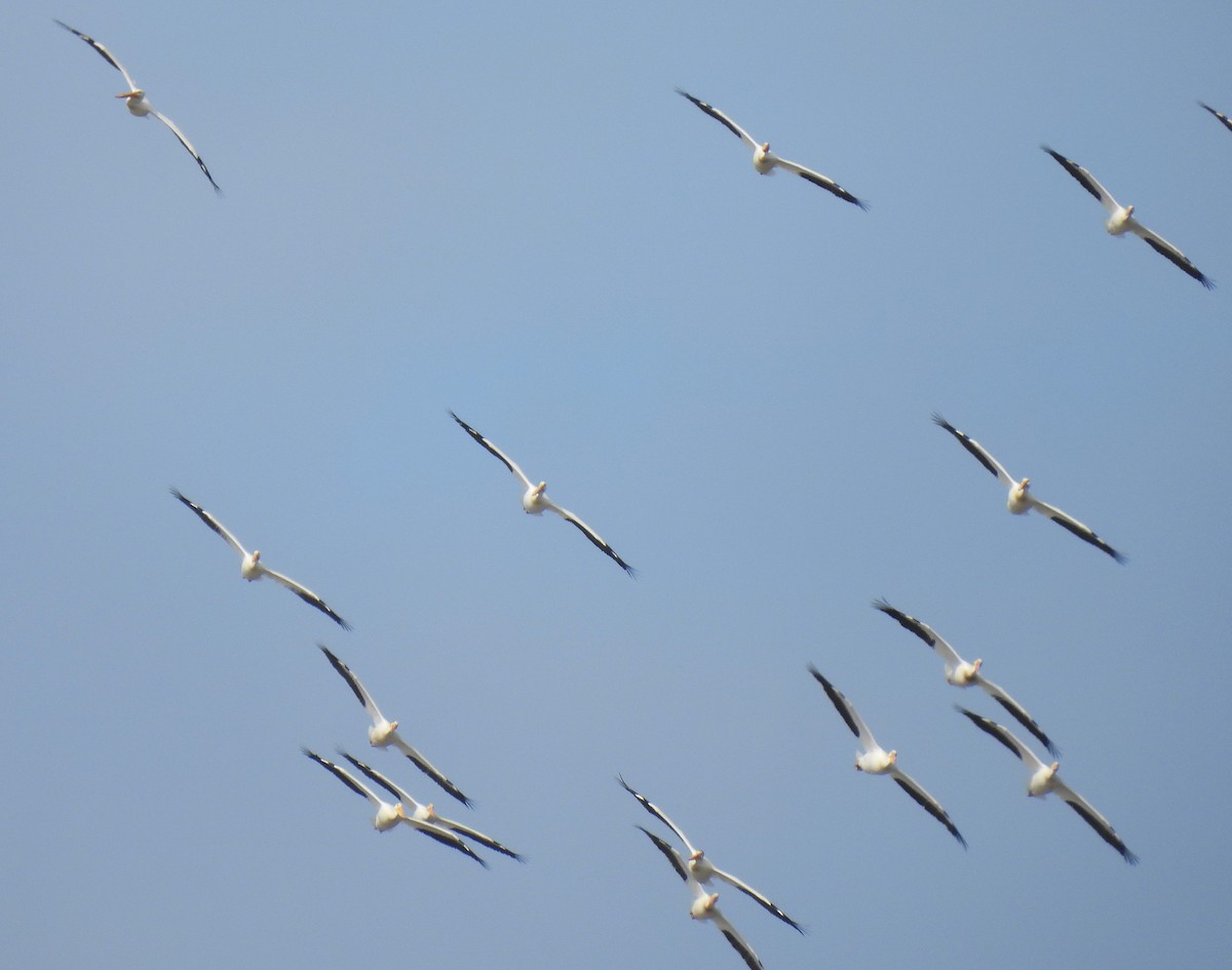 American White Pelican - ML637721942