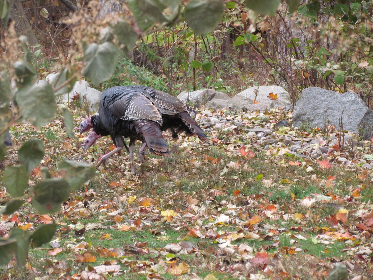 Wild Turkey - ML637721946