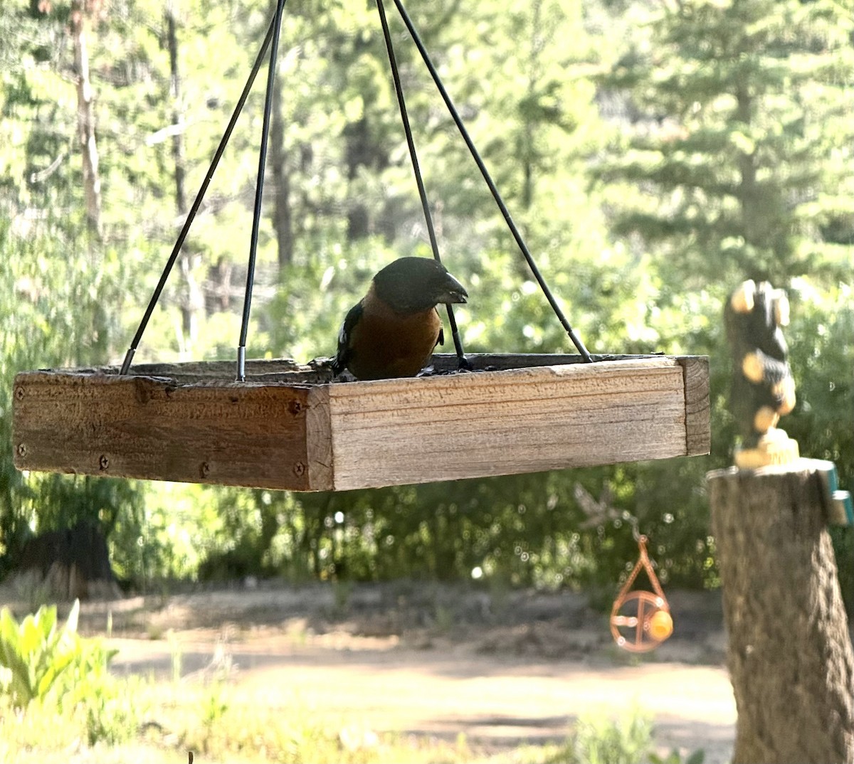 Black-headed Grosbeak - ML637721947
