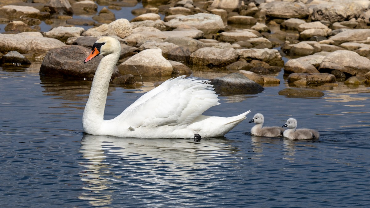 Хуруут хун - ML637721982