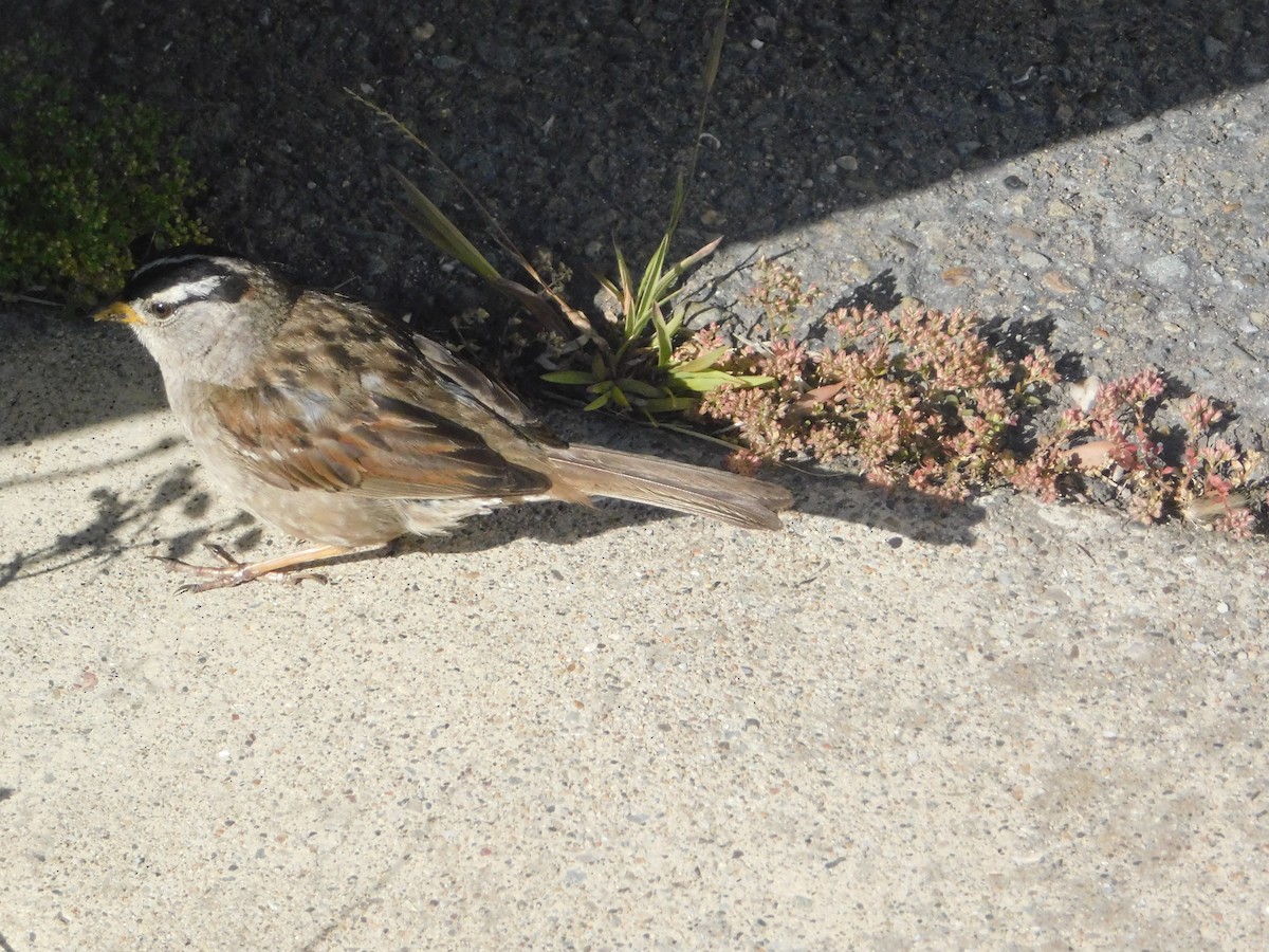 White-crowned Sparrow (Yellow-billed) - ML637722011