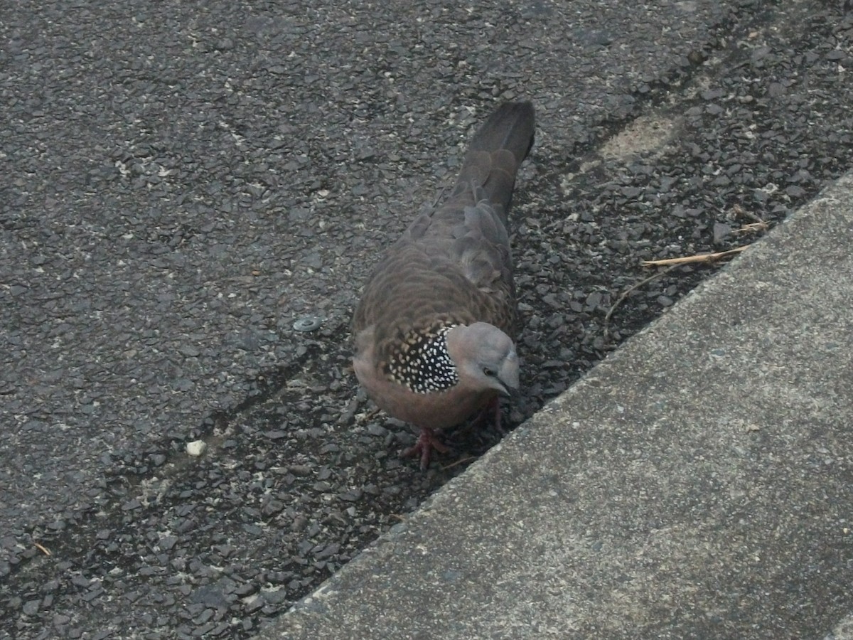 Spotted Dove - ML637722109