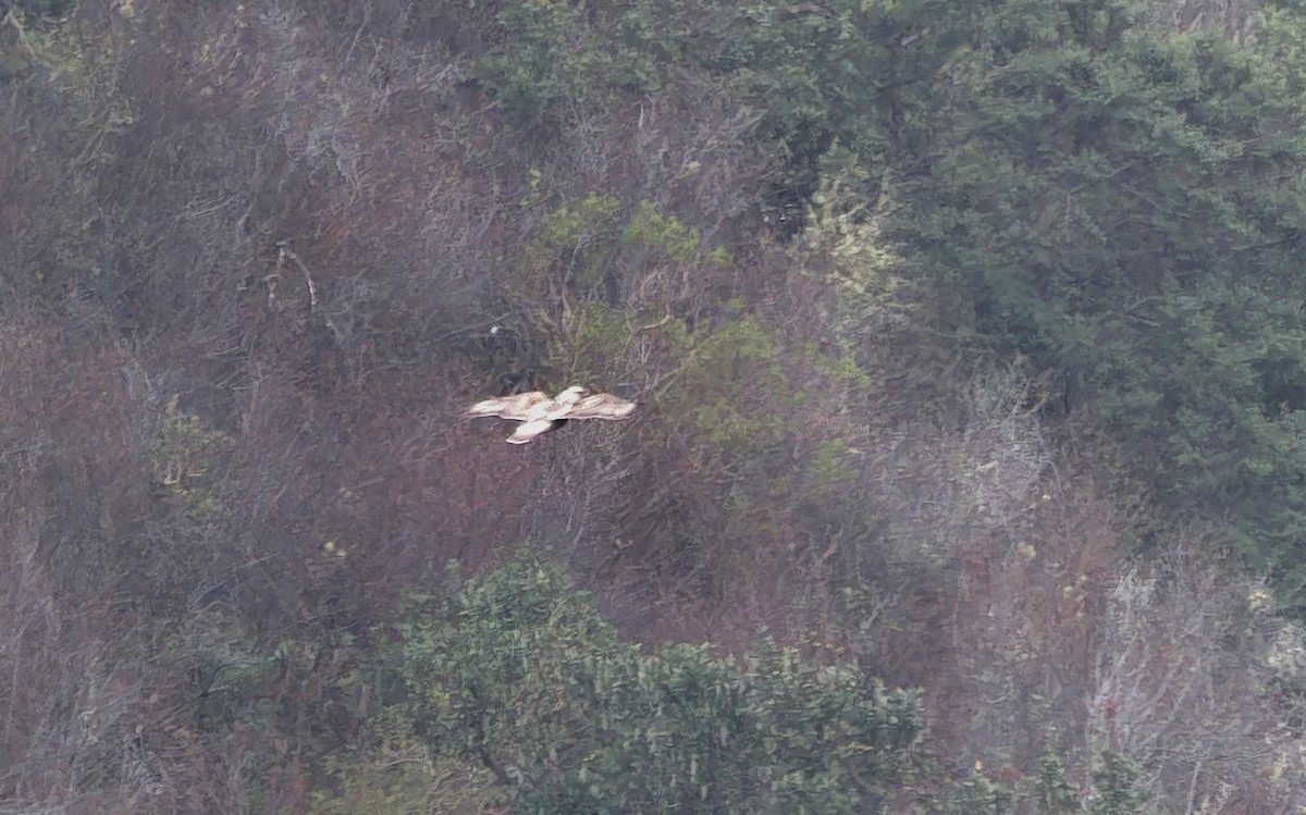 Rough-legged Hawk - ML637722114