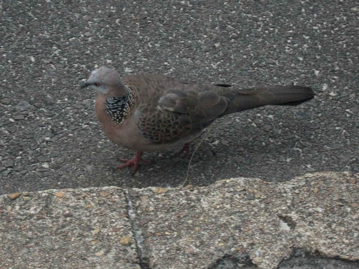 Spotted Dove - ML637722115