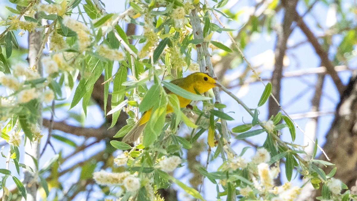 Wilson's Warbler - ML637722129