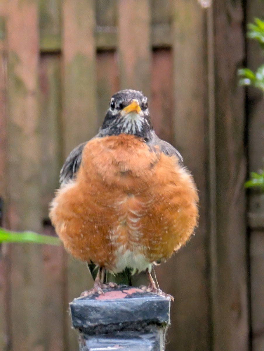 American Robin - ML637722165