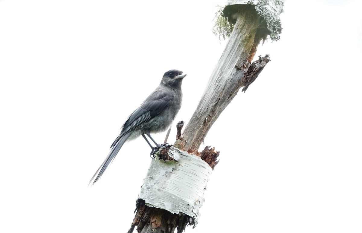 Canada Jay - ML637722228