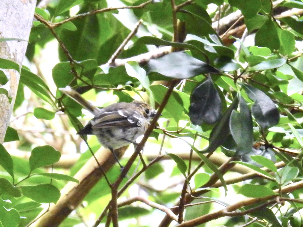Oahu Elepaio - ML637722264