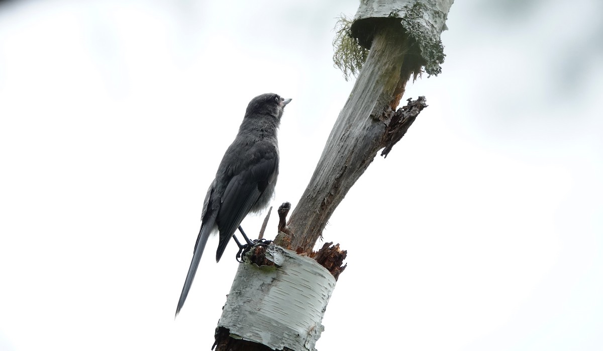 Canada Jay - ML637722265