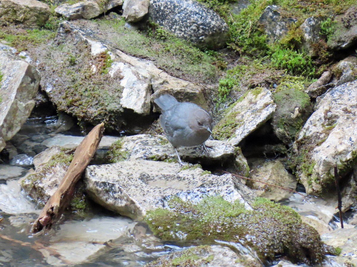 American Dipper - ML637722312