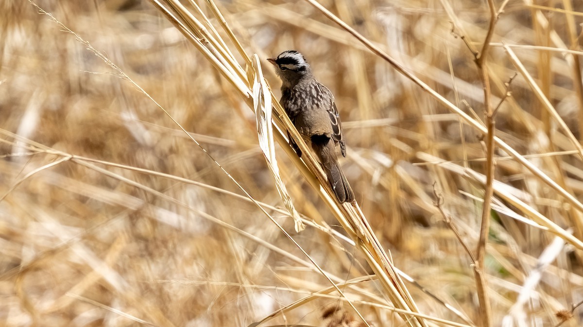 White-crowned Sparrow - ML637722328