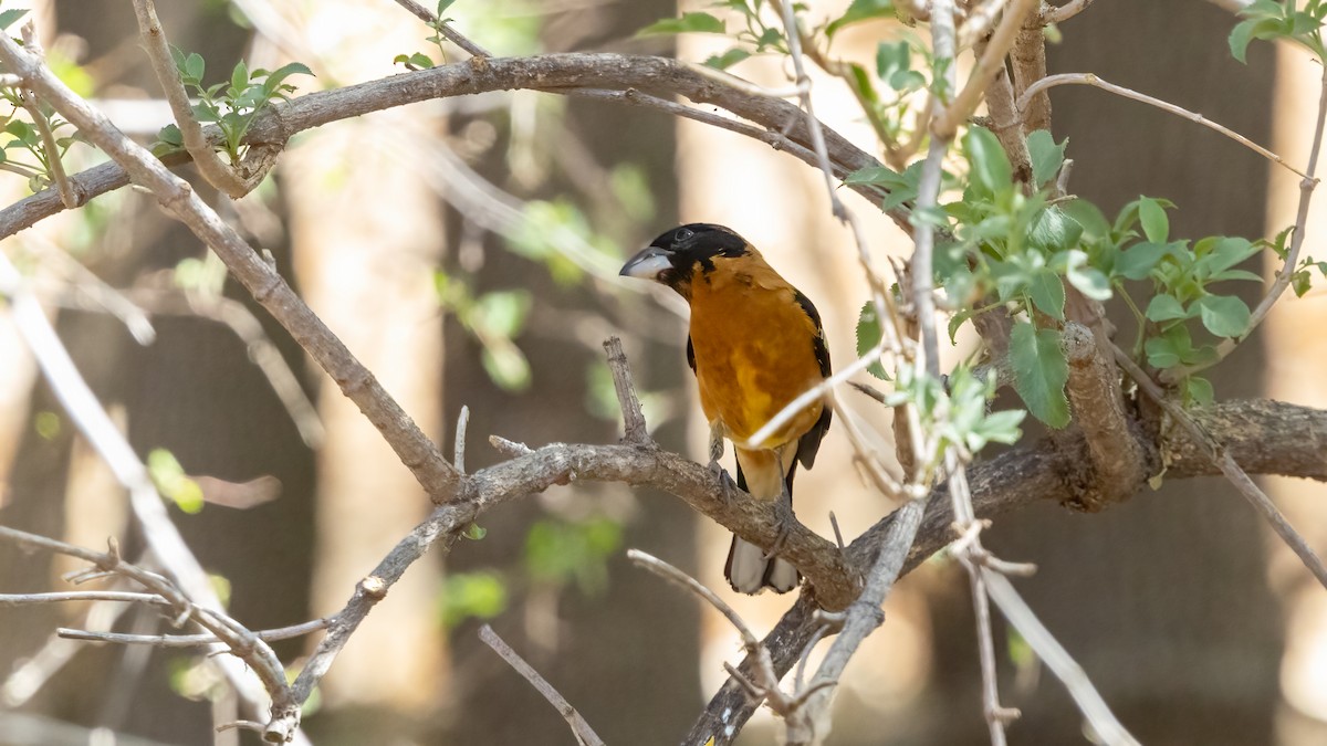 Black-headed Grosbeak - ML637722398