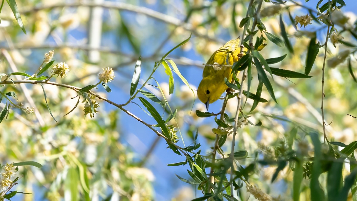 Northern Yellow Warbler - ML637722430