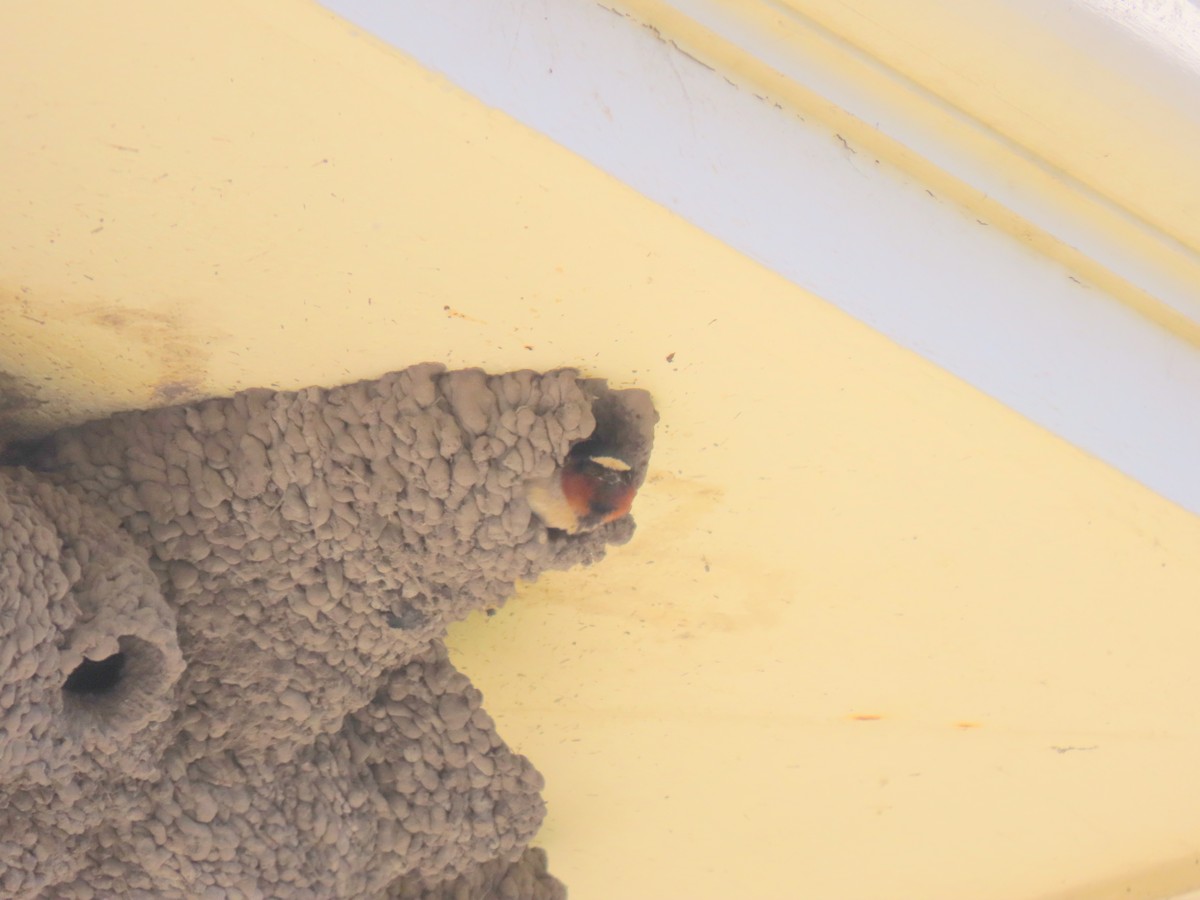 Cliff Swallow - ML637722442