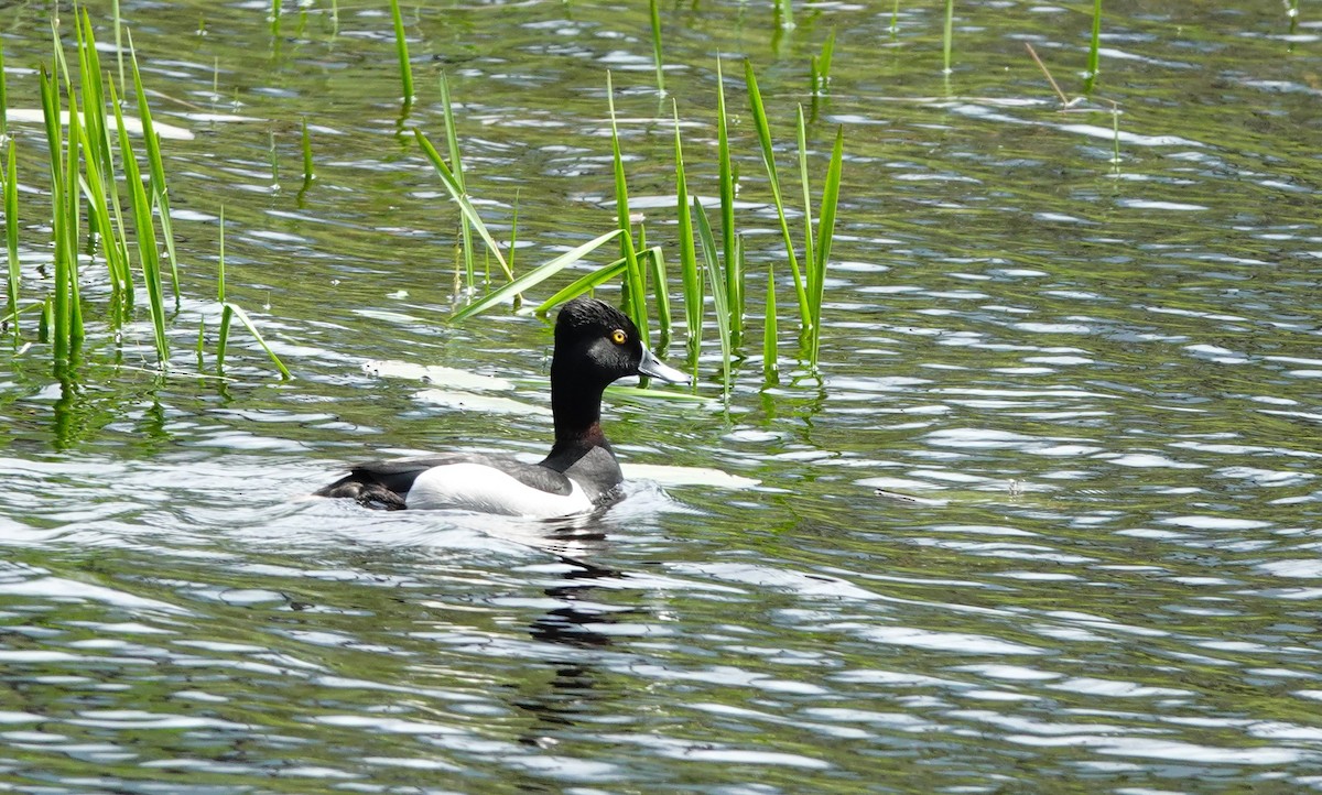 Ring-necked Duck - ML637722448