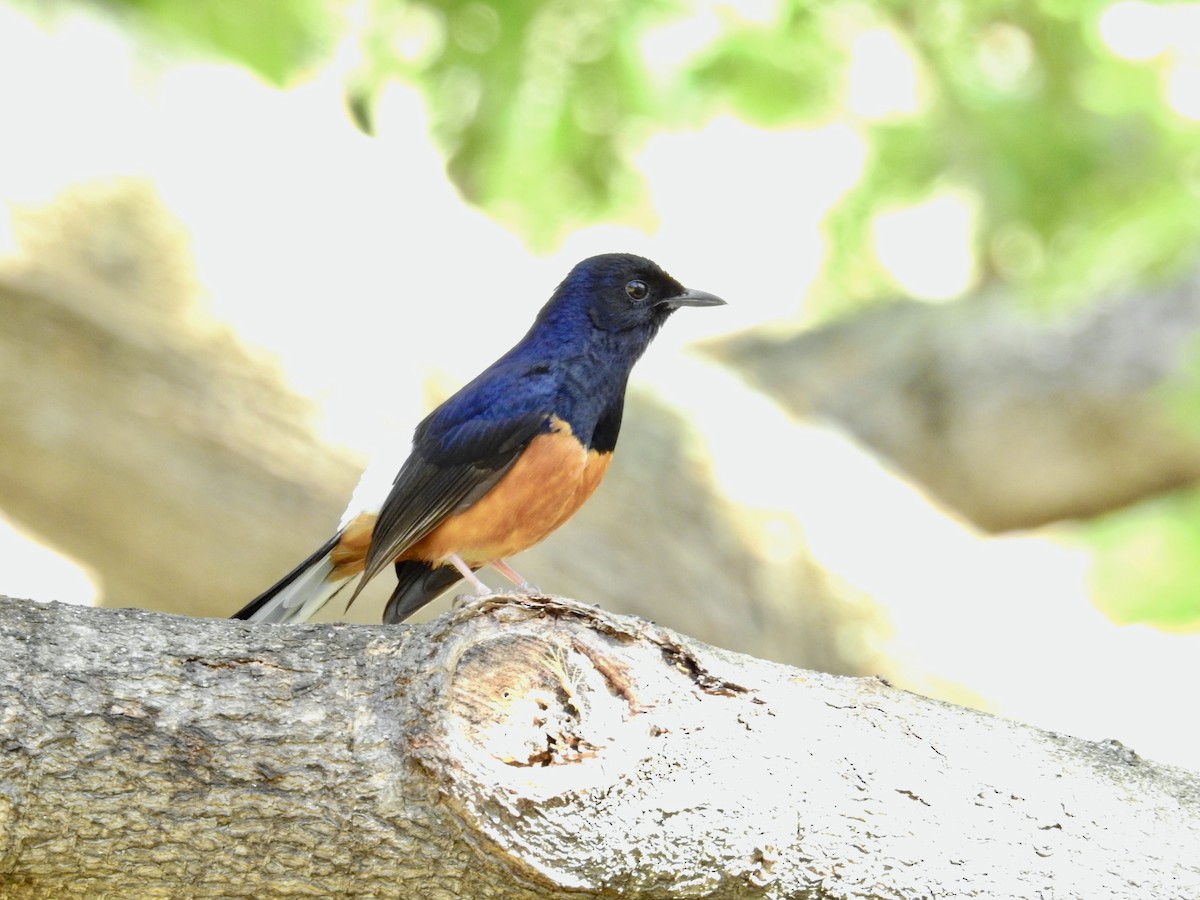 White-rumped Shama (White-rumped) - ML637722449