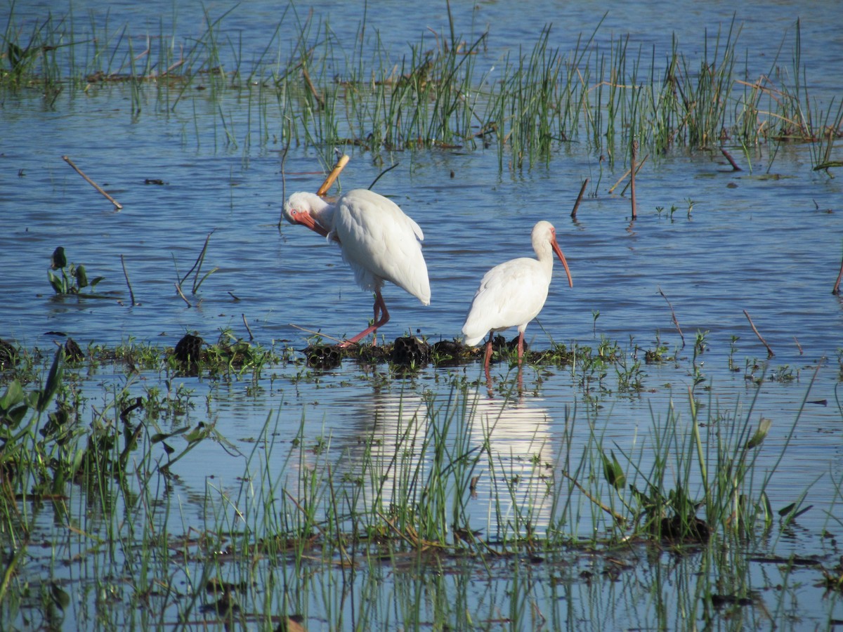 White Ibis - ML637722518