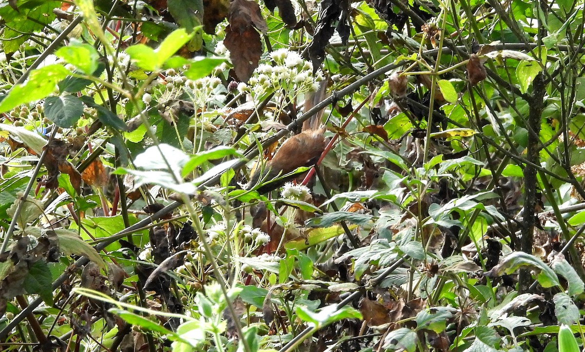 Russet-bellied Spinetail - ML637722641