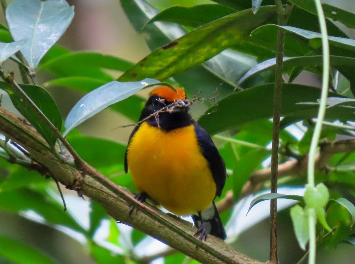Tawny-capped Euphonia - ML637722655