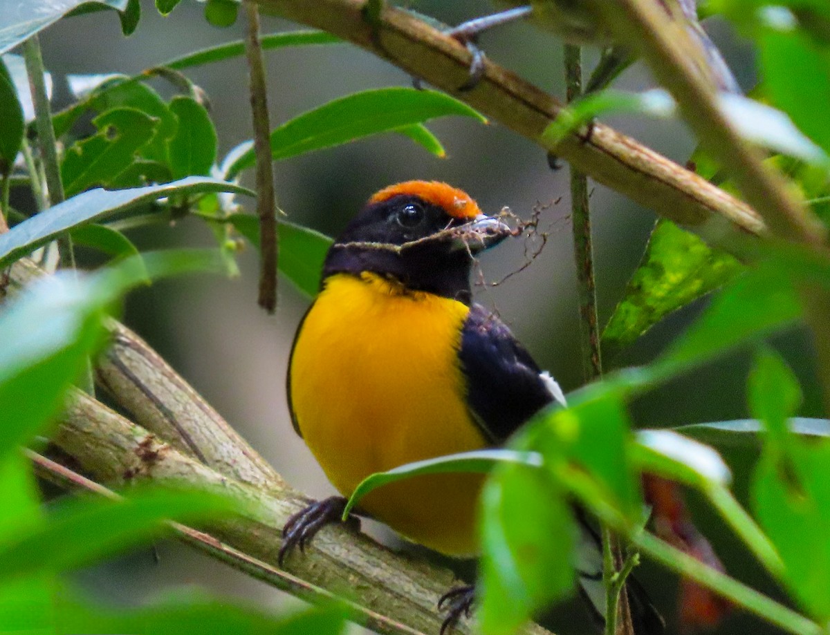 Tawny-capped Euphonia - ML637722656