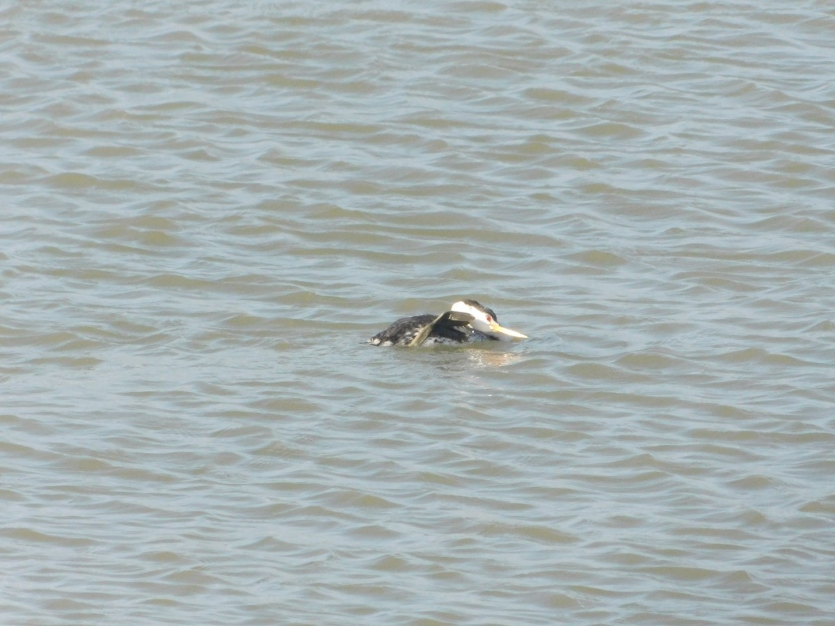 Clark's Grebe - ML637722663