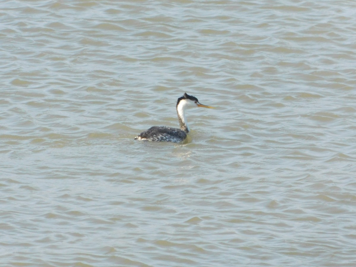 Clark's Grebe - ML637722664