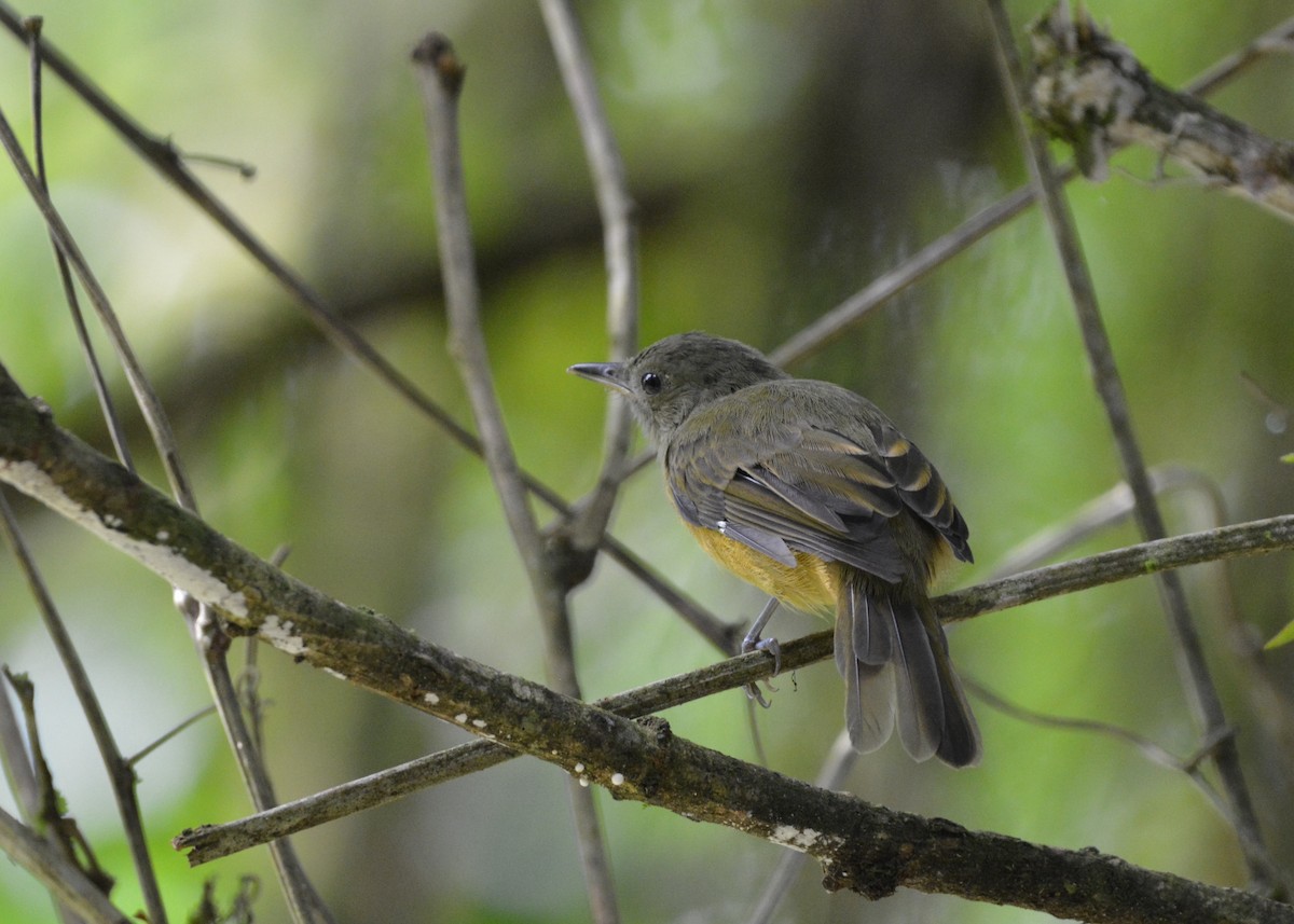 Ochre-bellied Flycatcher - ML637722689