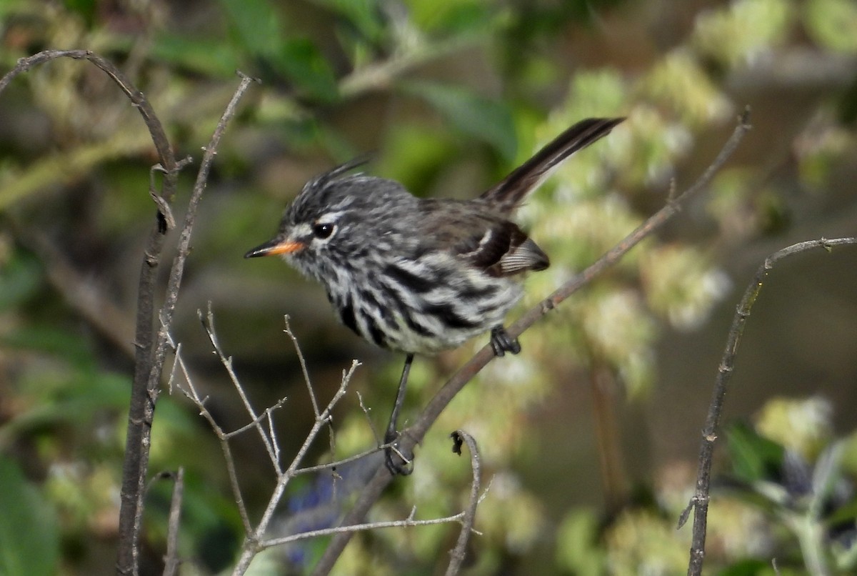 Yellow-billed Tit-Tyrant - ML637722751