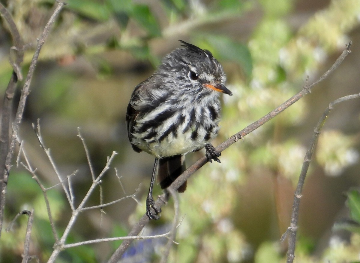 Yellow-billed Tit-Tyrant - ML637722752