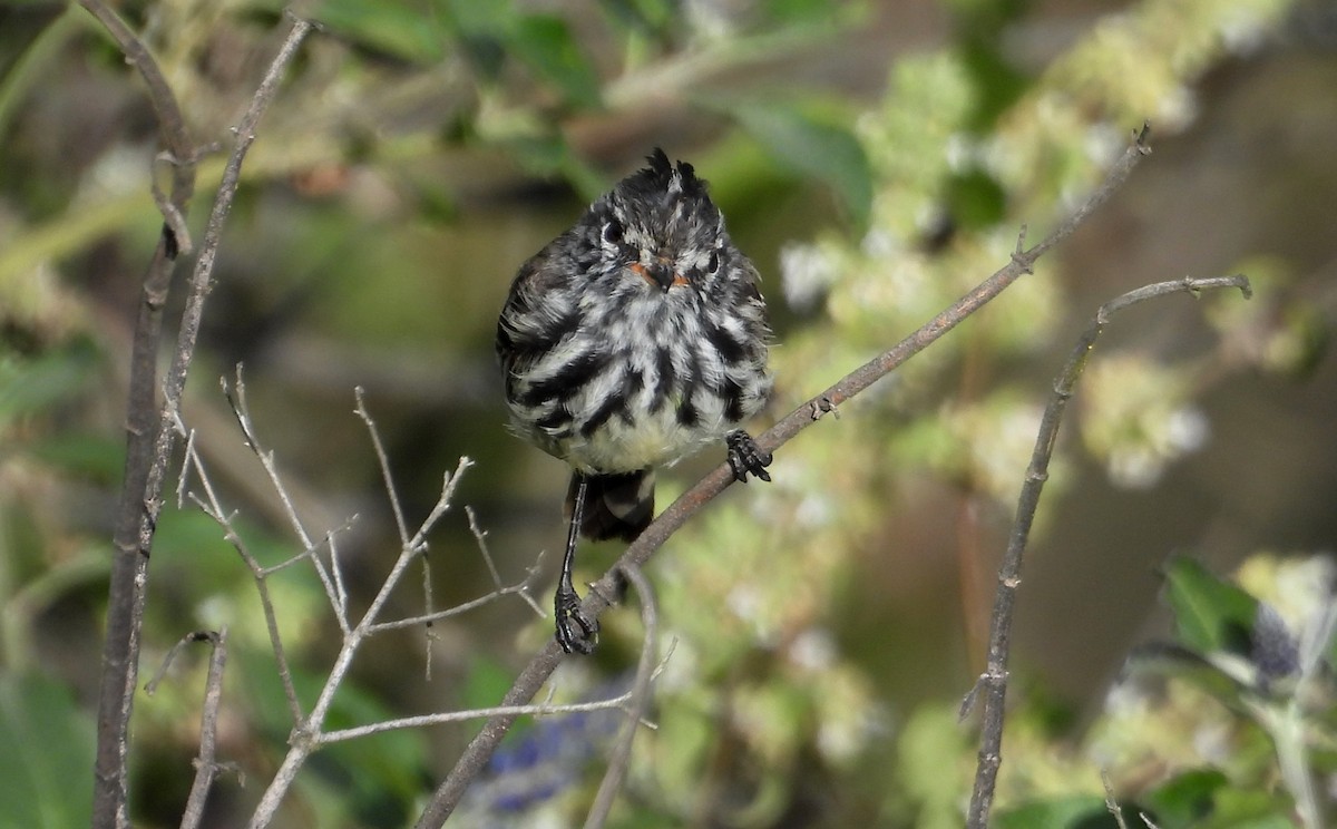 Yellow-billed Tit-Tyrant - ML637722753