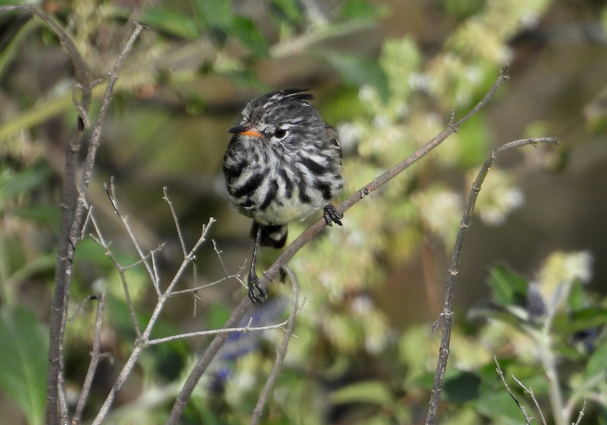 Yellow-billed Tit-Tyrant - ML637722754