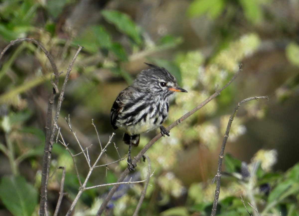 Yellow-billed Tit-Tyrant - ML637722755