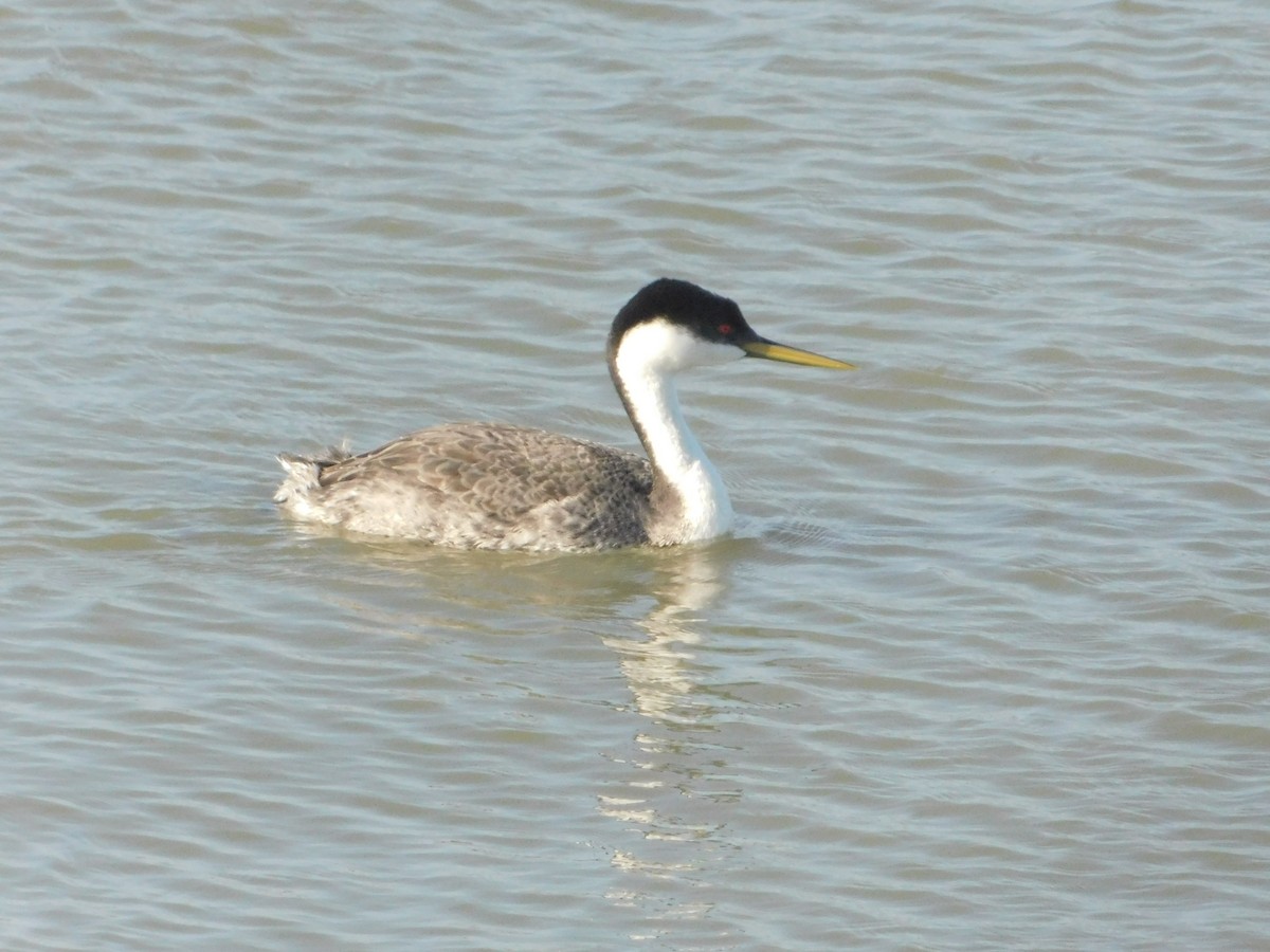 Western Grebe - ML637722780