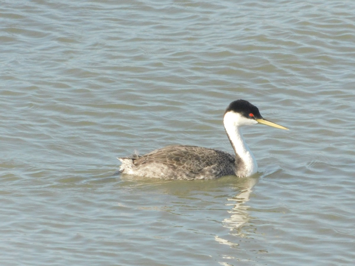 Western Grebe - ML637722781