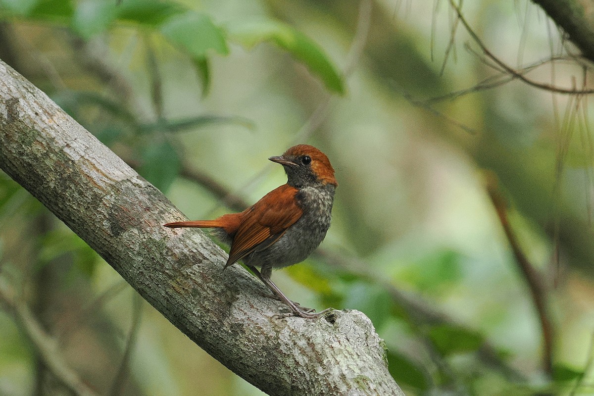 Okinawa Robin - ML637722837